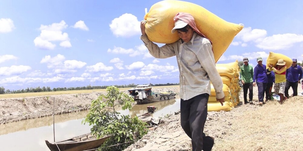 Nghề Vác Bao Lúa