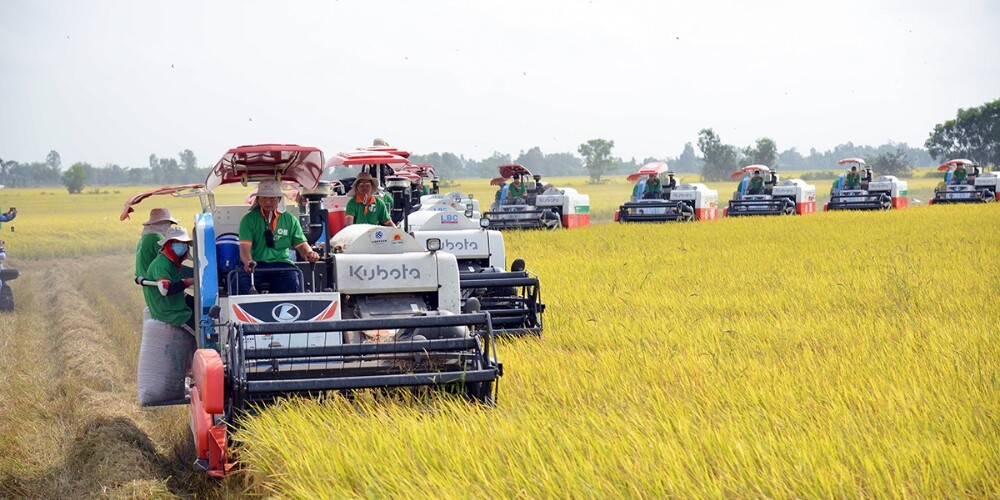 đề án 1 Triệu Ha Lúa