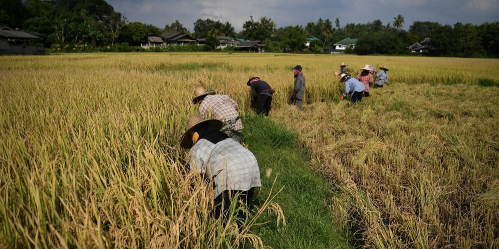 El Nino Gây Hạn Hán Nghiêm Trọng
