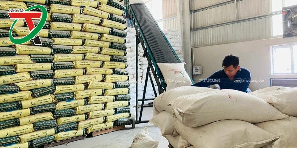 Băng Tải Vận Chuyển Lúa Gạo