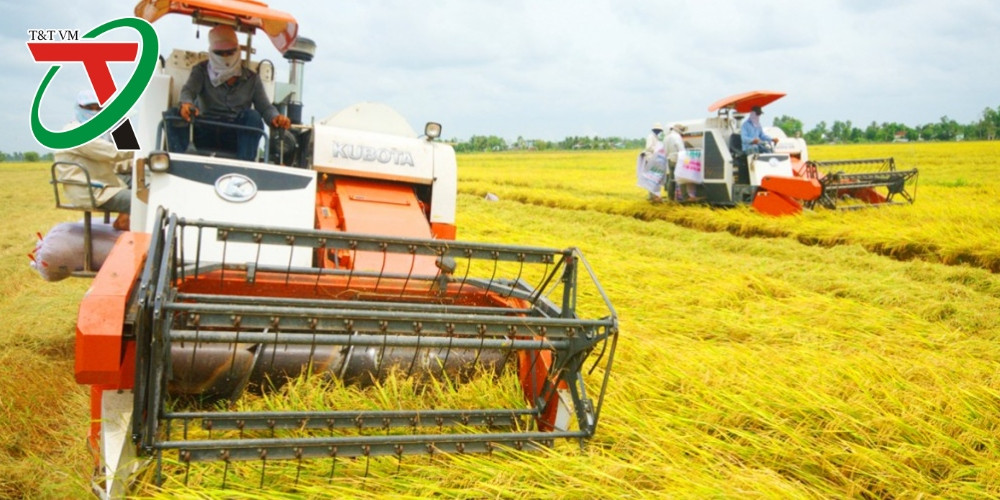 Việt Nam tiên phong giảm phát thải khí nhà kính sản xuất lúa gạo