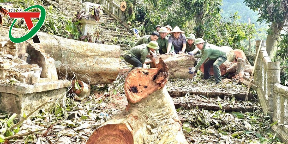 Khẩn trương khôi phục sản xuất Ngành Lâm nghiệp sau bão