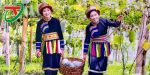 Tăng cường TIÊU THỤ NÔNG SẢN ĐẶC SẢN dịp cuối năm