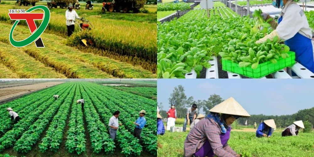 Phát triển kinh tế tập thể – Giải pháp bền vững cho nông thôn mới